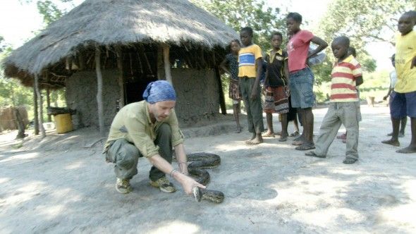 Mosambiigis viibib Dominic Monaghan haavatud kivipüütonis, mille rühm koolinoori läheduses avastas.